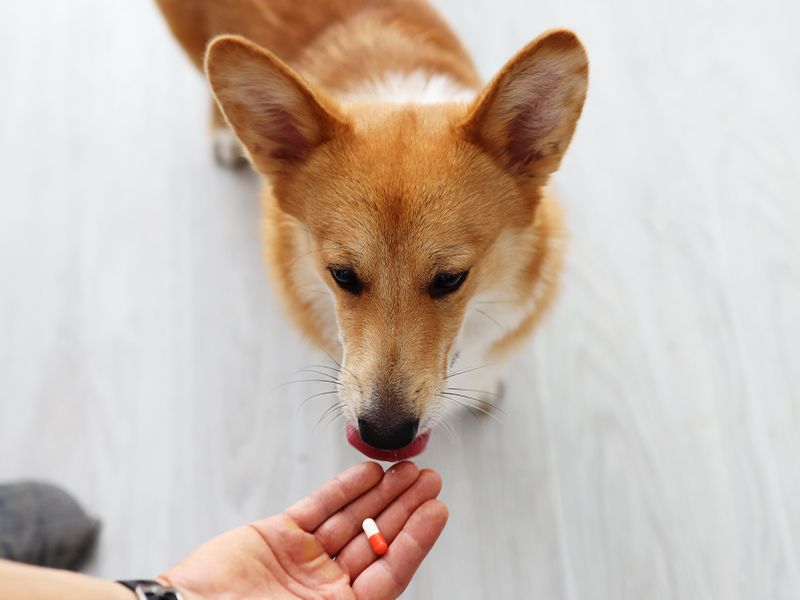 person giving a pill to a corgi dog