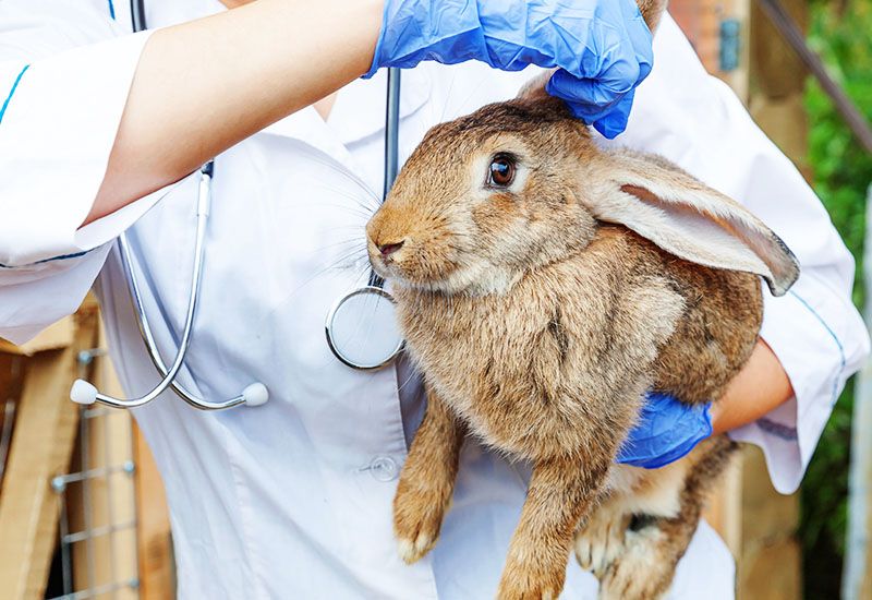 veterinarian examining rabbit
