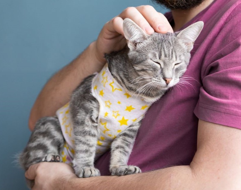 adorable cat wearing a veterinary collar