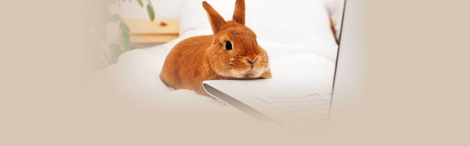 adorable rabbit on a laptop