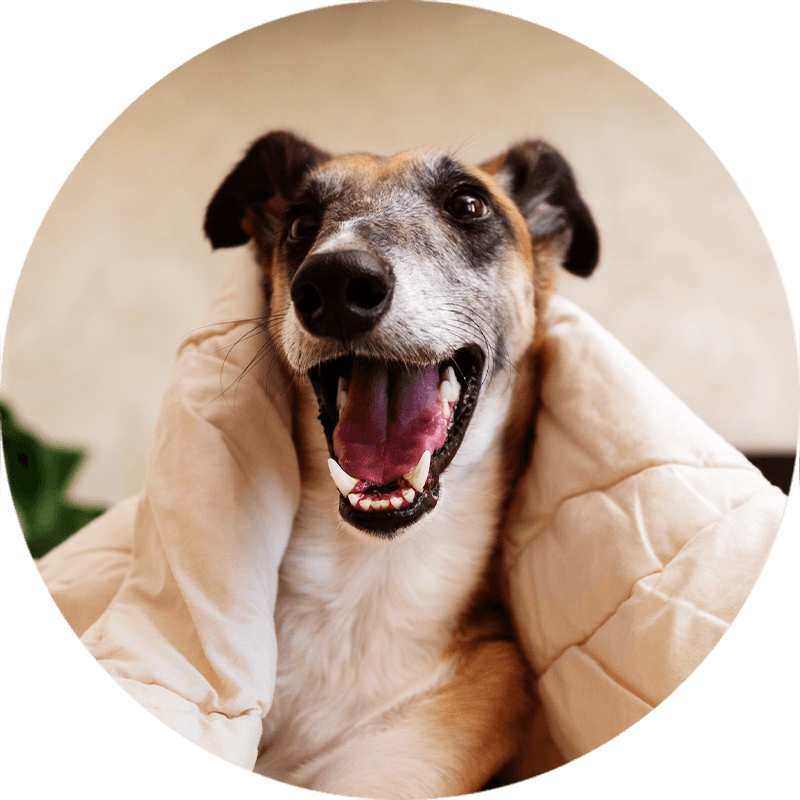 happy greyhound dog on a bed