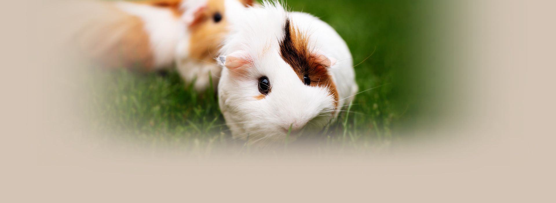 cute guinea pig eating grass