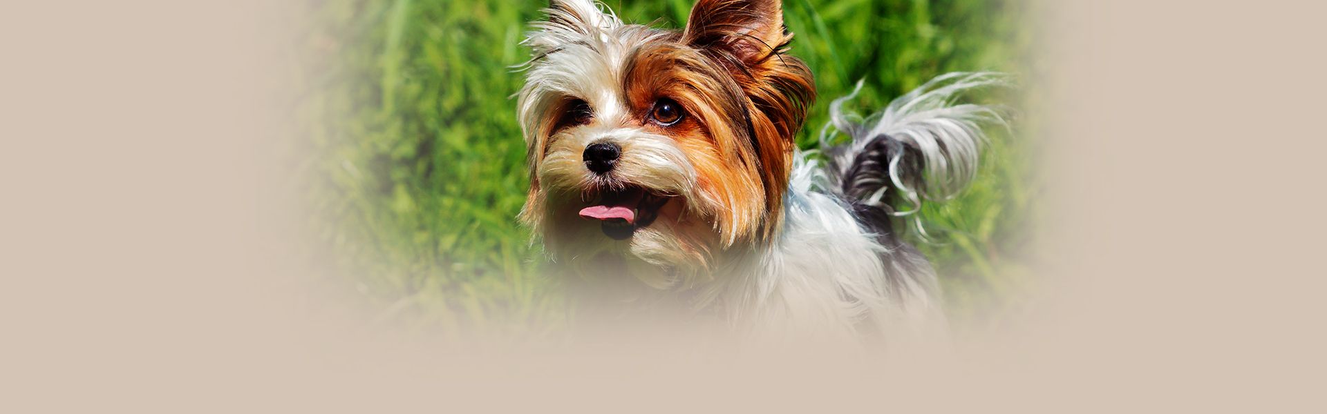 adorable yorkshire terrier dog