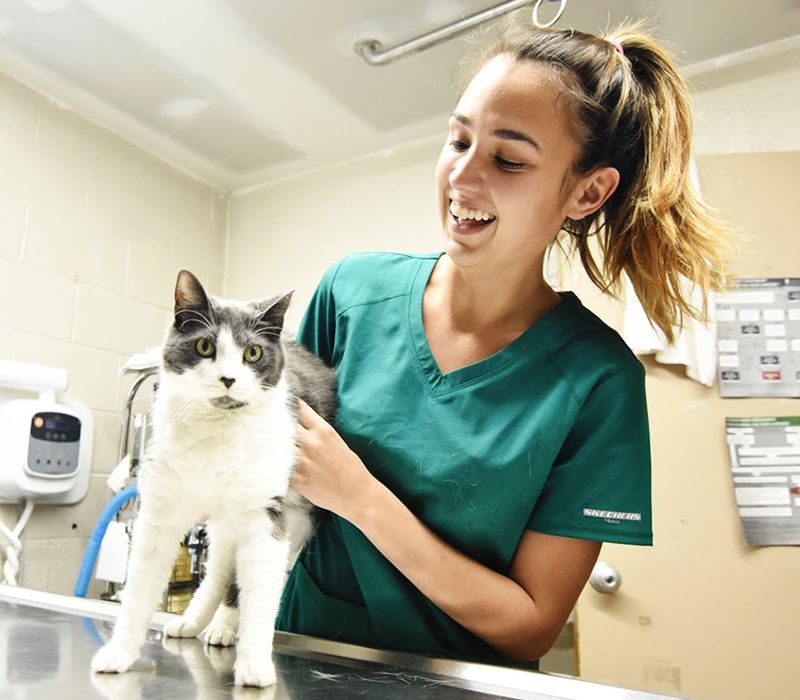 eastside animal hospital employee taking care of a cat