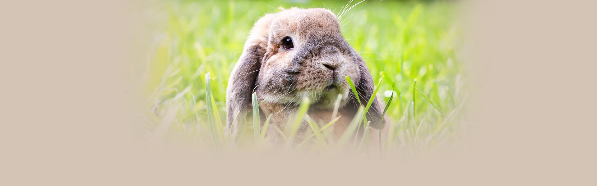 cute rabbit sitting on green grass