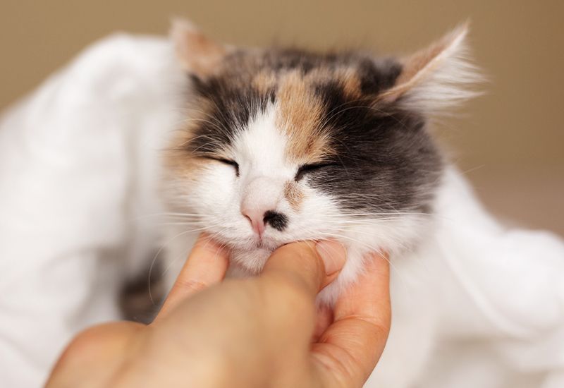 hand petting an adorable cat