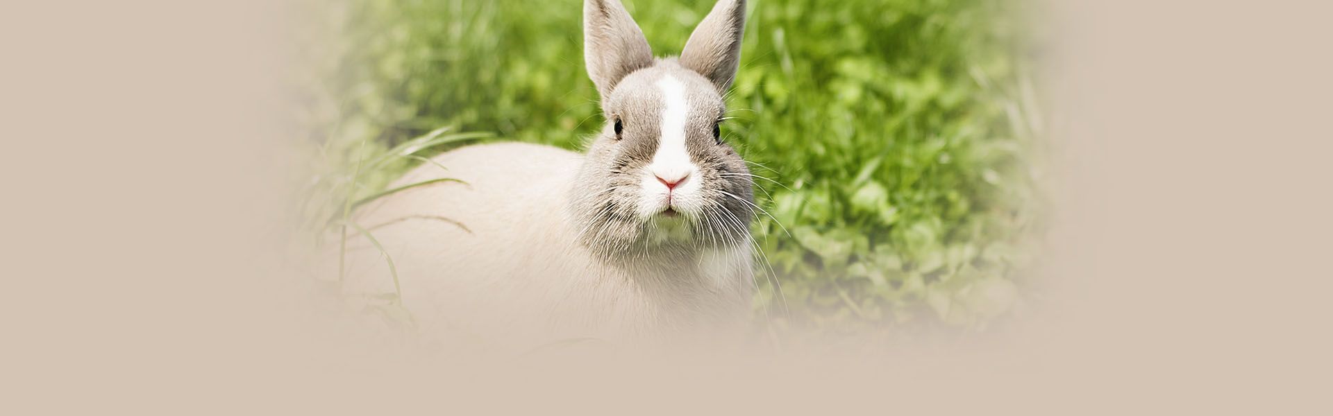 little rabbit grass closeup
