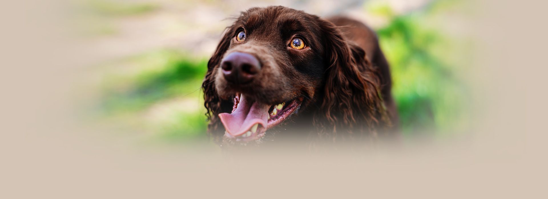 smiling brown cocker spaniel dog