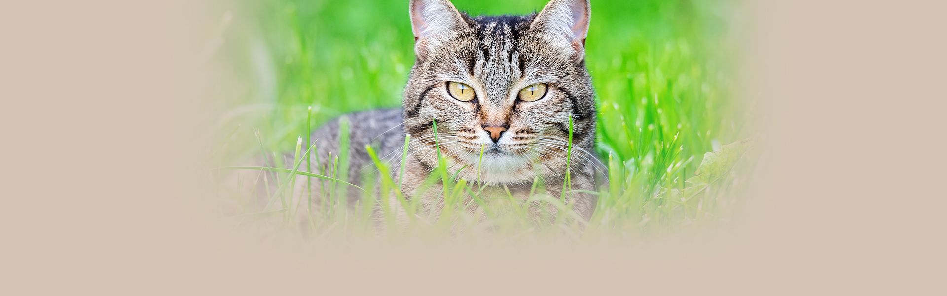 adult striped cat lying down on green grass