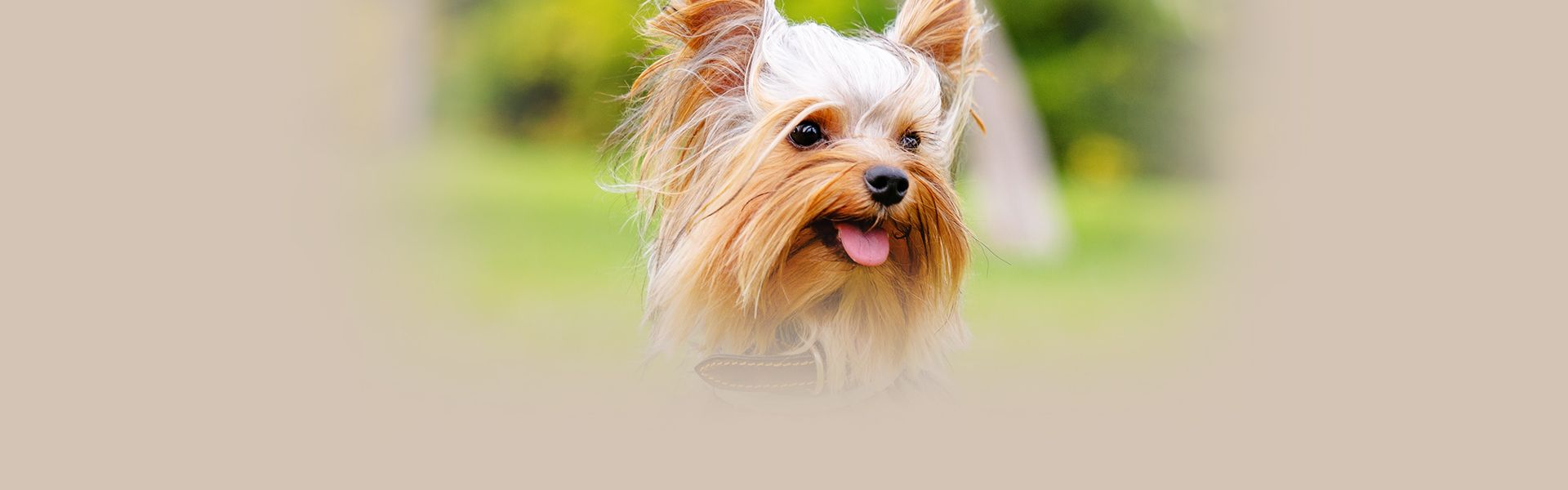 smiling yorkshire terrier dog with a green blurry background