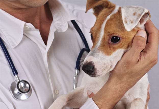 Animal Hospital in East Lansing