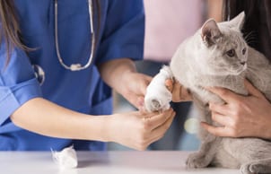 Pet Surgery in East Lansing