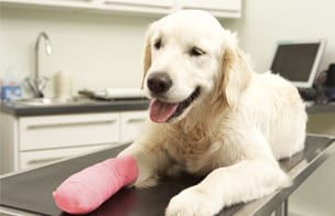 Pet Surgery in East Lansing
