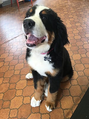 Dog and Cat Teeth Cleaning in East Lansing