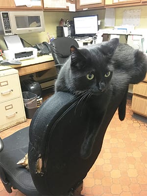 Cat Dental Care in East Lansing
