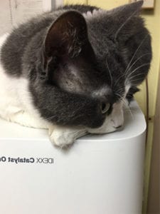 Pet Exams in East Lansing