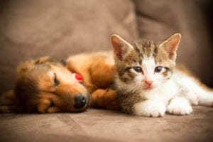 Spay and Neuter in East Lansing