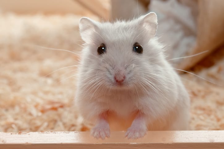 Pocket Pet Care in East Lansing