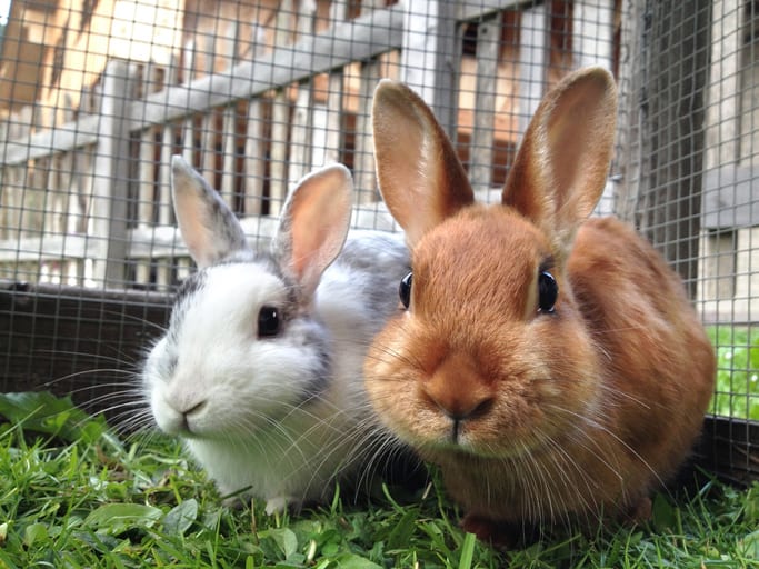 Rabbit Care in East Lansing