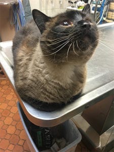 Veterinary Promotions in East Lansing