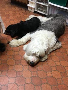Animal Diagnostics in East Lansing