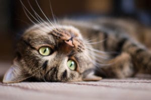 Spay and Neuter in East Lansing