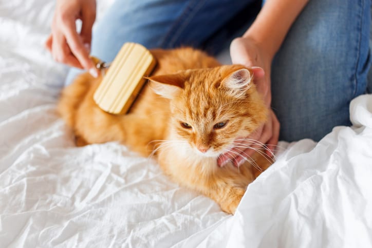 Pet Grooming in East Lansing